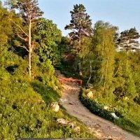 ЛАГОНАКИ :: Tata Wolf