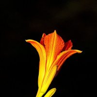 *** :: Леонид leo