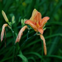 *** :: Леонид leo *** :: Леонид leo