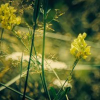 *** :: Виктор Иванович Чернюк