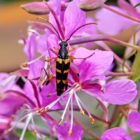 Лептура иван-чаевничает! :: Елена Хайдукова ( Elena Fly ) Лептура иван-чаевничает! :: Елена Хайдукова ( Elena Fly )