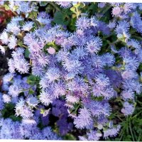 Агератум Гаустона :: Veera V Агератум Гаустона :: Veera V