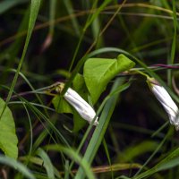 Скоро распустятся :: Сергей Цветков