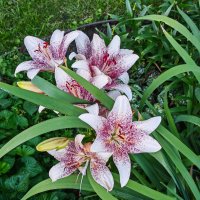 Летние цветы :: Dmitry i Mary S