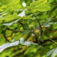Июльский каштан :: Валерий Иванович