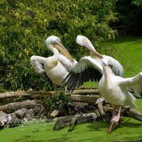 Московский Зоопарк. Пеликаны. :: Наташа *****