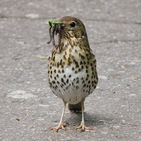 Добытчик :: Лина 