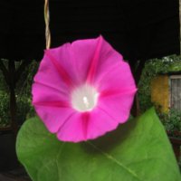 Ипомея цветёт :: Людмила Смородинская Ипомея цветёт :: Людмила Смородинская