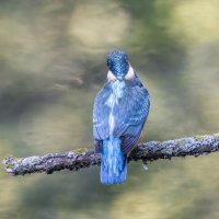 зимородок. :: юрий макаров