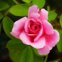 Доброе утро :: Юрий. Шмаков