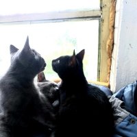 мысленный прогноз погоды... :: Галина Флора мысленный прогноз погоды... :: Галина Флора