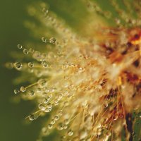 *** :: Елена Kазак (selena1965) *** :: Елена Kазак (selena1965)