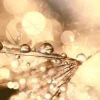 *** :: Елена Kазак (selena1965) *** :: Елена Kазак (selena1965)