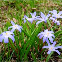 Апрельские первоцветы. :: Лия ☼