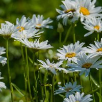 Дачные ромашки.... :: Sergey (Apg)