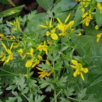 лесное :: Елена Шаламова