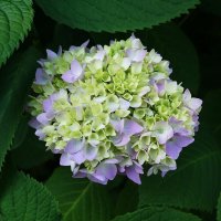 Гортензия :: Рита Симонова