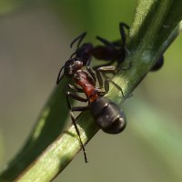 Зазеркалье :: Геннадий Супрун Зазеркалье :: Геннадий Супрун