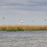 Полет над Ахтубой :: Колеснова Алла 
