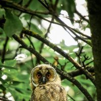 Малыш ушастой совы :: Зинаида Манушкина