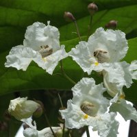 Катальпа :: Freddy 97