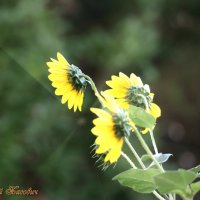 Цветок :: Аркадий Басович Цветок :: Аркадий Басович