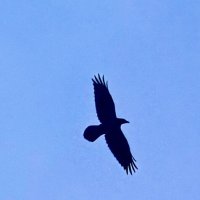 Ворон :: Iren Brilliance