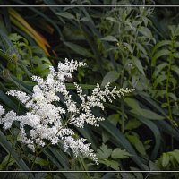 Контраст :: Владимир Кроливец