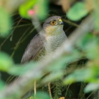 он добычу стережёт... :: Andrey Bragin он добычу стережёт... :: Andrey Bragin