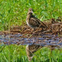 бекас :: gawrilа - dan