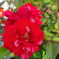 В моём саду :: Валентина Богатко В моём саду :: Валентина Богатко