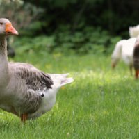 Лето. Утро на ферме. :: Арина Невская