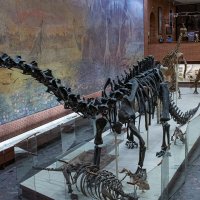 В муззе :: Павел Катков