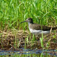 черныш :: gawrilа - dan