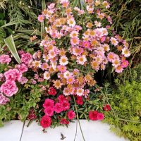 цветы летнего фестиваля :: Галина R... цветы летнего фестиваля :: Галина R...