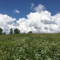 Русское поле... :: Владимир Павлов Русское поле... :: Владимир Павлов