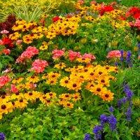 Летняя клумба :: Aida10 