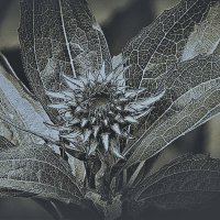 В саду (вариант)... :: Владимир Шошин