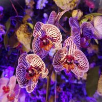 Орхидея :: Наталья 