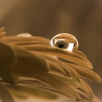 Ах, эти ромашки… :: Галина 