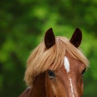 Лошадь :: Alex Bush