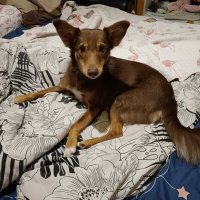 Киви в гостях :: Мария Васильева