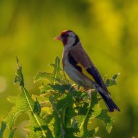 в закатных лучах :: Виталий Емельянов в закатных лучах :: Виталий Емельянов