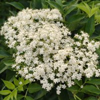 Чёрная бузина :: Валерий Судачок Чёрная бузина :: Валерий Судачок