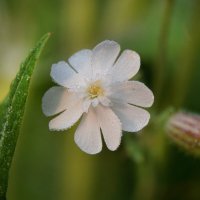 Смолевка обыкновенная :: Надежда Куркина 