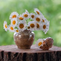 Ромашки :: Елена П
