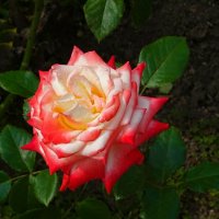 Городская роза. :: Милешкин Владимир Алексеевич 