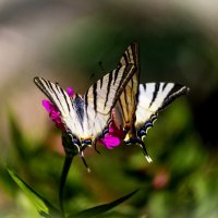 Подарилии в танце с ветром :: Светлана Тихонина