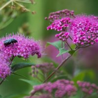 *** :: Владимир Безбородов