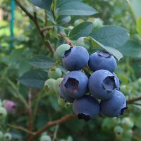 Голубика :: Дмитрий И_ Голубика :: Дмитрий И_